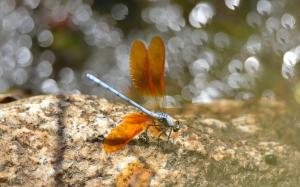 Insect, dragonfly, wings, orange, glare, stones wallpaper thumb