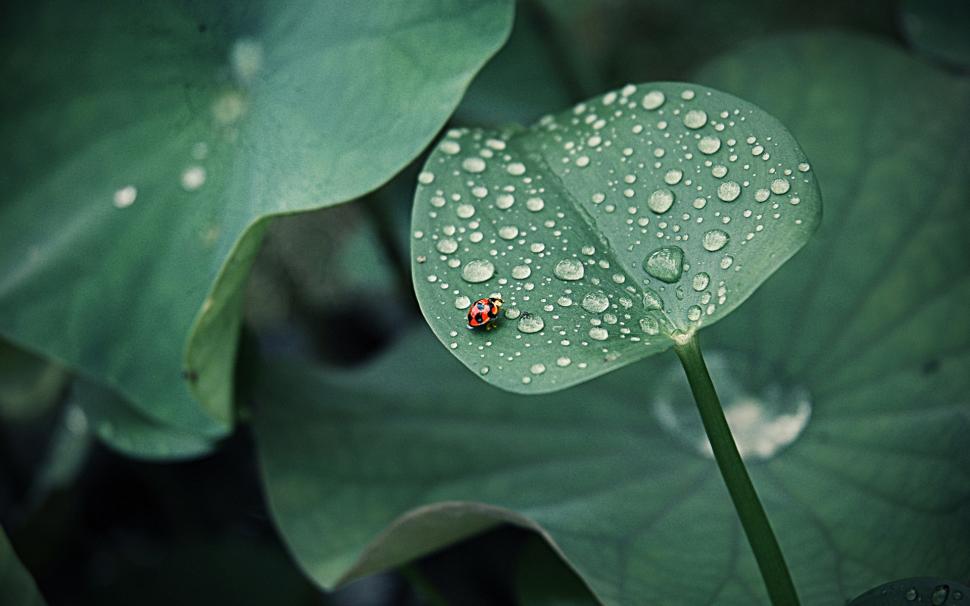 Lotus leaf, ladybug, drops of water, insects, green wallpaper,Lotus HD wallpaper,Leaf HD wallpaper,Ladybug HD wallpaper,Drops HD wallpaper,Water HD wallpaper,Insects HD wallpaper,Green HD wallpaper,1920x1200 wallpaper