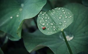Lotus leaf, ladybug, drops of water, insects, green wallpaper thumb