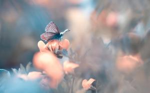 Butterfly, flower, bokeh wallpaper thumb