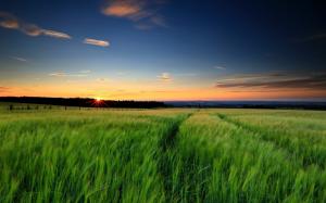 Nature landscape, green grass, wheat fields, sunset, evening, sky wallpaper thumb