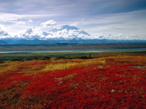 Brilliant Colors of Denali National Park, Alaska HD wallpaper thumb