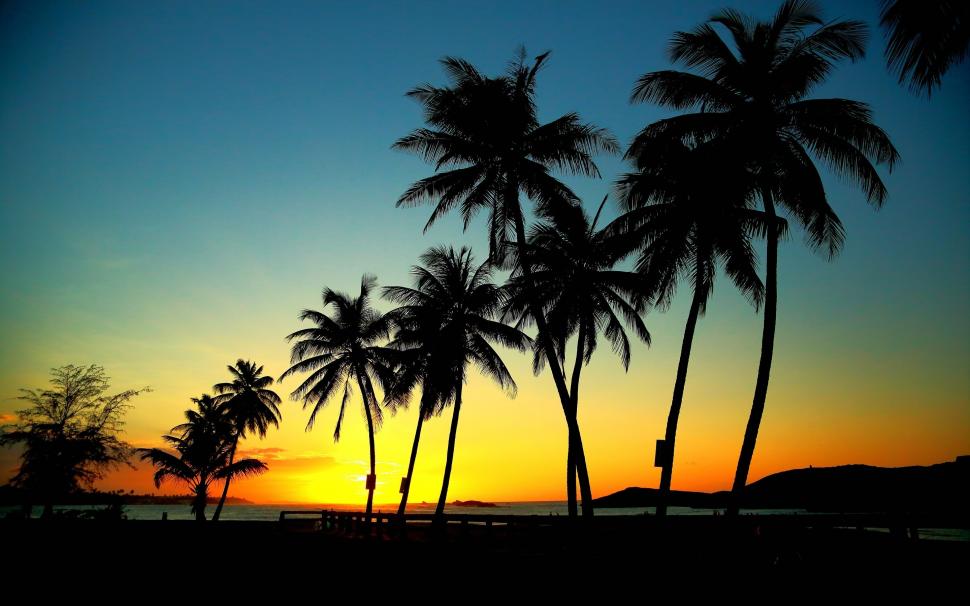 Palm Trees in Sunset wallpaper,palm trees HD wallpaper,sunset HD wallpaper,sun HD wallpaper,2880x1800 wallpaper
