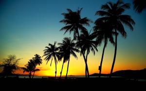 Palm Trees in Sunset wallpaper thumb