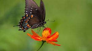 Black butterfly, orange color flower, zinnia wallpaper thumb