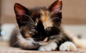 Kitten, tricolor, attractive face wallpaper thumb