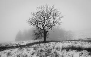 England winter, nature snow, tree, fog wallpaper thumb