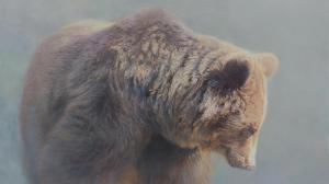 Grizzly In The Mist wallpaper thumb