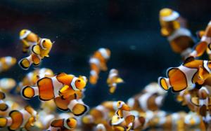 Aquarium Fish Clowns wallpaper thumb
