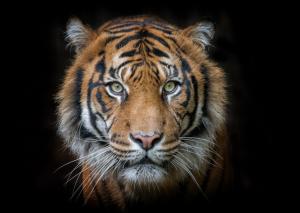 Tiger portrait wallpaper thumb