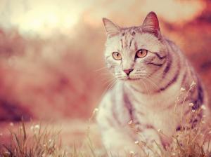 White cat, eyes, whiskers, grass, blur wallpaper thumb
