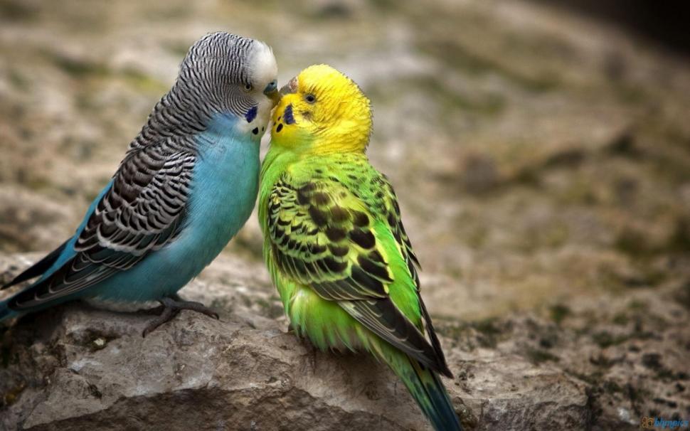 Kissing Parakeets wallpaper | animals | Wallpaper Better