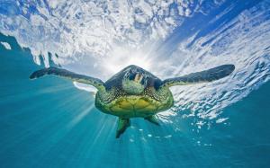 Turtle Tortoise Ocean Underwater Sunlight HD wallpaper thumb