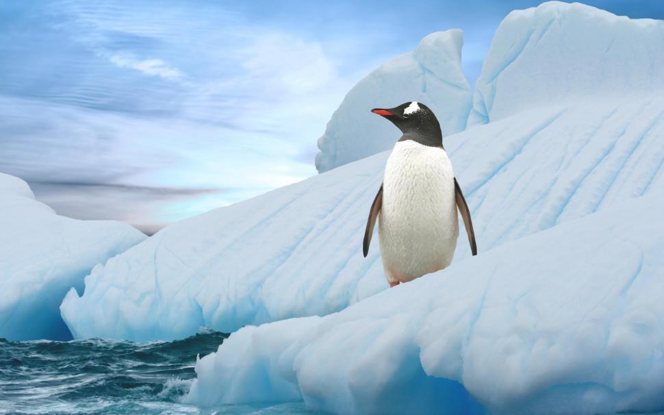 Cute Penguin On The Ice wallpaper,birds HD wallpaper,animals HD wallpaper,penguins HD wallpaper,2560x1600 wallpaper