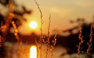 Macro plants, sunset, light, blur background wallpaper thumb