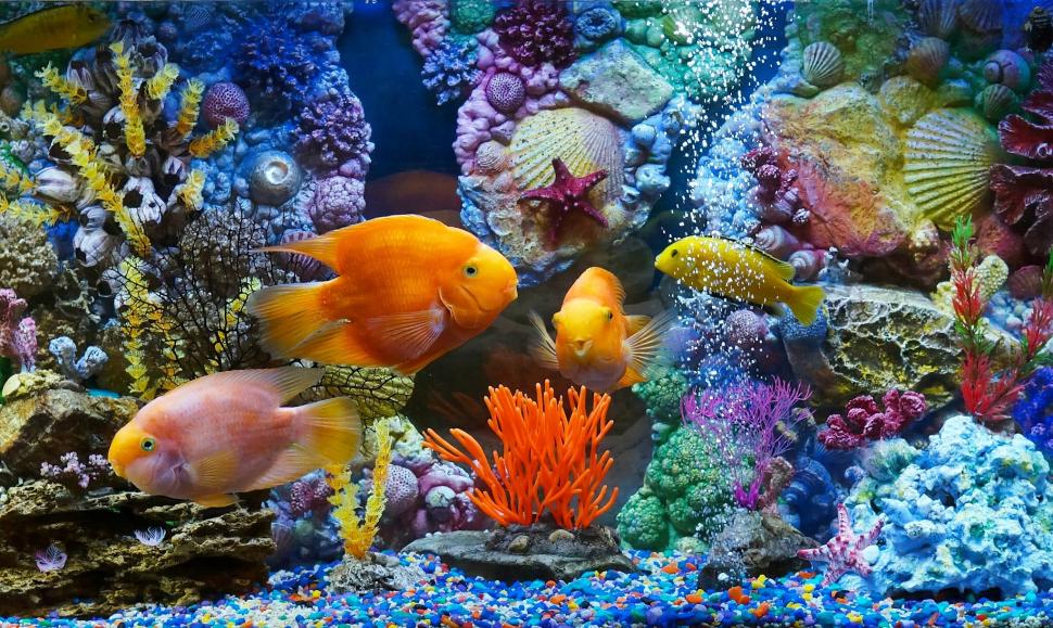 Aquarium, fish, corals wallpaper,shells HD wallpaper,fishes HD wallpaper,corals HD wallpaper,fish HD wallpaper,aquarium HD wallpaper,2048x1224 wallpaper