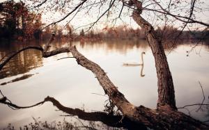 Photography, River, Trees, Swans wallpaper thumb