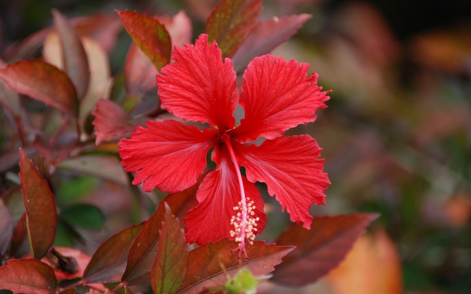 Nature, Plants, Flowers, Hibiscus, Red Flowers, Bokeh wallpaper,nature HD wallpaper,plants HD wallpaper,flowers HD wallpaper,hibiscus HD wallpaper,red flowers HD wallpaper,bokeh HD wallpaper,2560x1600 wallpaper