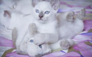 Blue Eyed Kitties wallpaper thumb