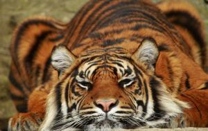 Sumatra tiger wallpaper thumb