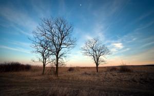 Dry autumn, bare trees, withered grass wallpaper thumb