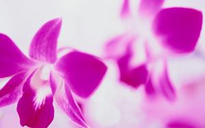 Pink flowers close-up, white background wallpaper thumb