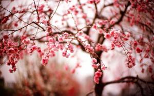 Cherry Blossom wallpaper thumb
