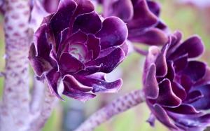 Lovely Deep Purple Flowers wallpaper thumb