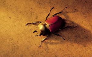 Beetle wallpaper thumb