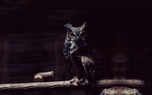Owl, Bird Of Prey, Animal, Dark wallpaper thumb
