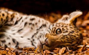 Leopard Cub HD wallpaper thumb