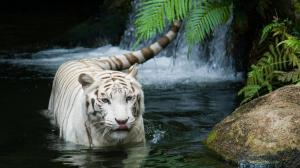 White Tiger Animals HD Background wallpaper thumb