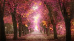 Parks, trees, roads, pink leaves, to heaven scenery wallpaper thumb