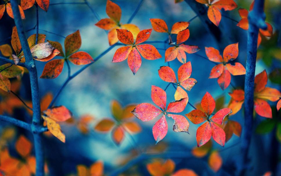 Red leaves, branches, autumn wallpaper,Red HD wallpaper,Leaves HD wallpaper,Branches HD wallpaper,Autumn HD wallpaper,2560x1600 wallpaper