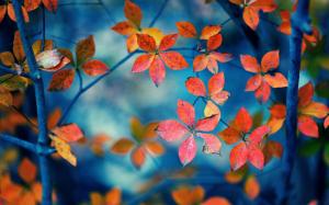 Red leaves, branches, autumn wallpaper thumb