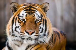 Wild amur tiger cat wallpaper thumb