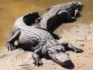 Alligators HD wallpaper thumb
