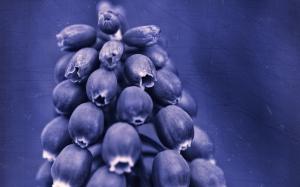 Blue purple flowers close-up wallpaper thumb