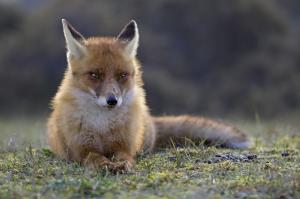 Red fox in nature wallpaper thumb