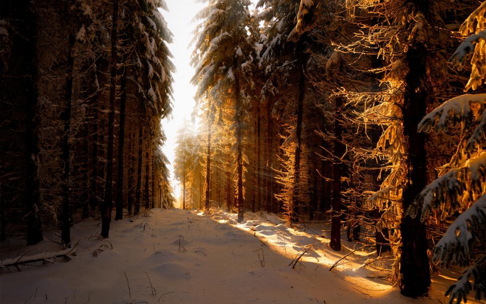 Germany, winter, snow, forest, sun rays wallpaper,Germany HD wallpaper,Winter HD wallpaper,Snow HD wallpaper,Forest HD wallpaper,Sun HD wallpaper,Rays HD wallpaper,2560x1600 wallpaper