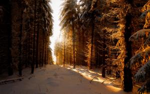 Germany, winter, snow, forest, sun rays wallpaper thumb