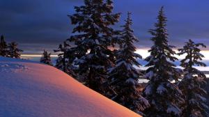 Snowy hill by the trees wallpaper thumb