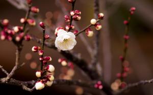 White cherry flowers, buds, twigs, blurring wallpaper thumb