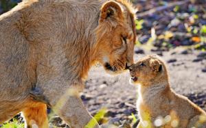 Lion Cub Rubbing Noses wallpaper thumb
