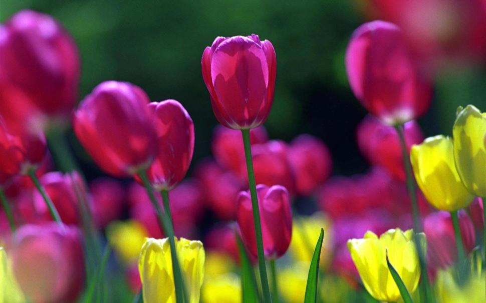 Spring Tulips wallpaper,tulips HD wallpaper,spring HD wallpaper,flowers HD wallpaper,1920x1200 wallpaper