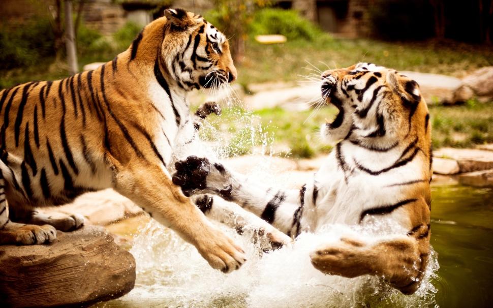 Tigers playing in stream wallpaper,tigers HD wallpaper,stream HD wallpaper,playing HD wallpaper,animals HD wallpaper,2560x1600 wallpaper