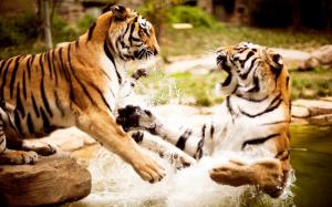 Tigers playing in stream wallpaper thumb