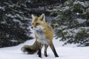 Winter red fox wallpaper thumb