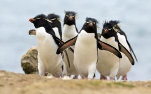 Penguin Penguins Bird Birds HD wallpaper thumb