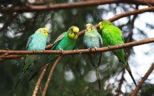 Four green parrots close-up wallpaper thumb